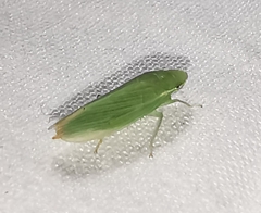 Gyponana angulata