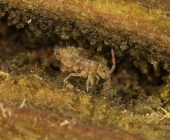 Isotomurus pseudopalustris