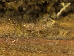 Isotomurus pseudopalustris