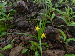 Hypoxis aurea