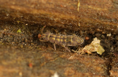 Isotomurus pseudopalustris