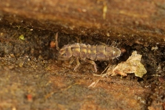 Isotomurus pseudopalustris