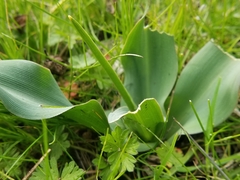 Chlorogalum pomeridianum