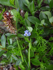 Veronica alpina