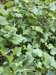 Delairea odorata