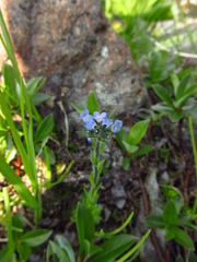Veronica alpina