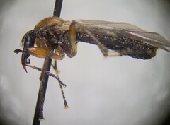 Bibio articulatus