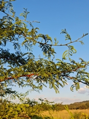 Vachellia robusta