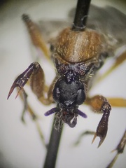 Bibio articulatus