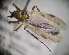 Bibio articulatus