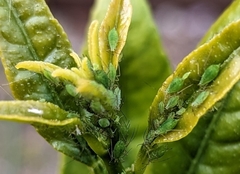 Aphis spiraecola