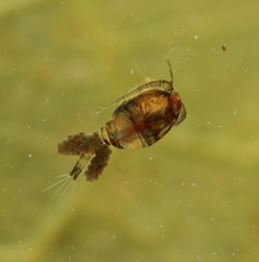 Macrocyclops albidus