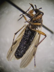 Bibio articulatus