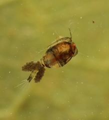 Macrocyclops albidus