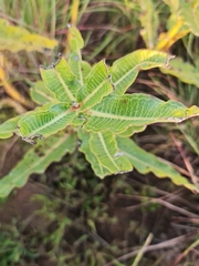 Ozoroa paniculosa