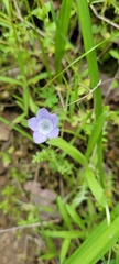 Nemophila