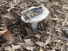 Amanita vaginata