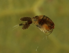 Macrocyclops albidus