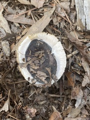 Amanita vaginata
