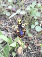 Ophrys speculum