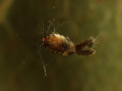 Macrocyclops albidus