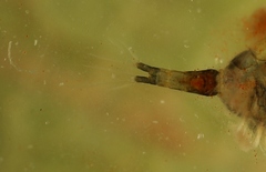 Macrocyclops albidus