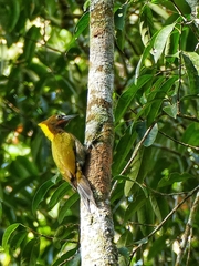 Chrysophlegma flavinucha