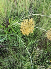 Helichrysum acutatum