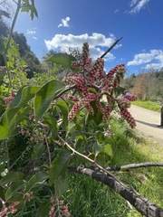 Rhus ovata