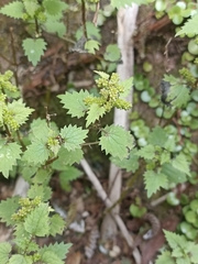 Urtica sykesii
