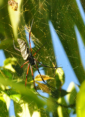 Trichonephila inaurata