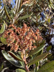 Comarostaphylis arbutoides