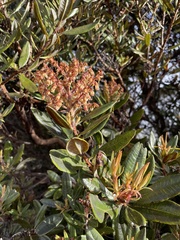 Comarostaphylis arbutoides