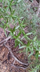 Coprosma linariifolia
