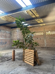 Ficus cotinifolia