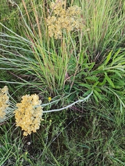 Helichrysum acutatum