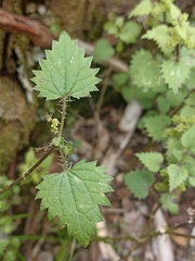 Urtica sykesii