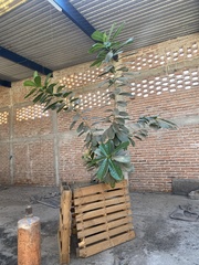 Ficus cotinifolia