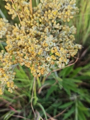Helichrysum acutatum