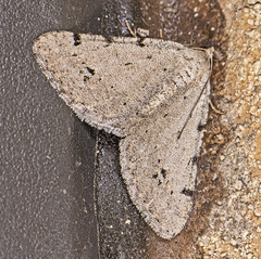Digrammia pallidata