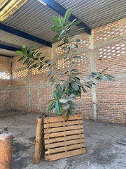 Ficus cotinifolia