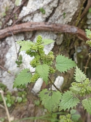 Urtica sykesii