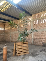 Ficus cotinifolia