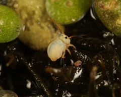 Sminthurides aquaticus