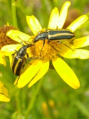 Astylus vittaticollis