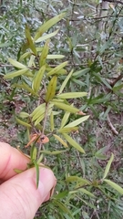 Coprosma linariifolia