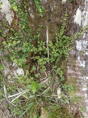 Urtica sykesii