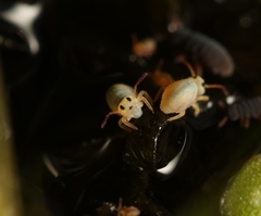 Sminthurides aquaticus