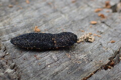 Lacon punctatus