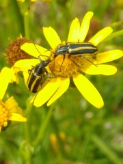 Astylus vittaticollis